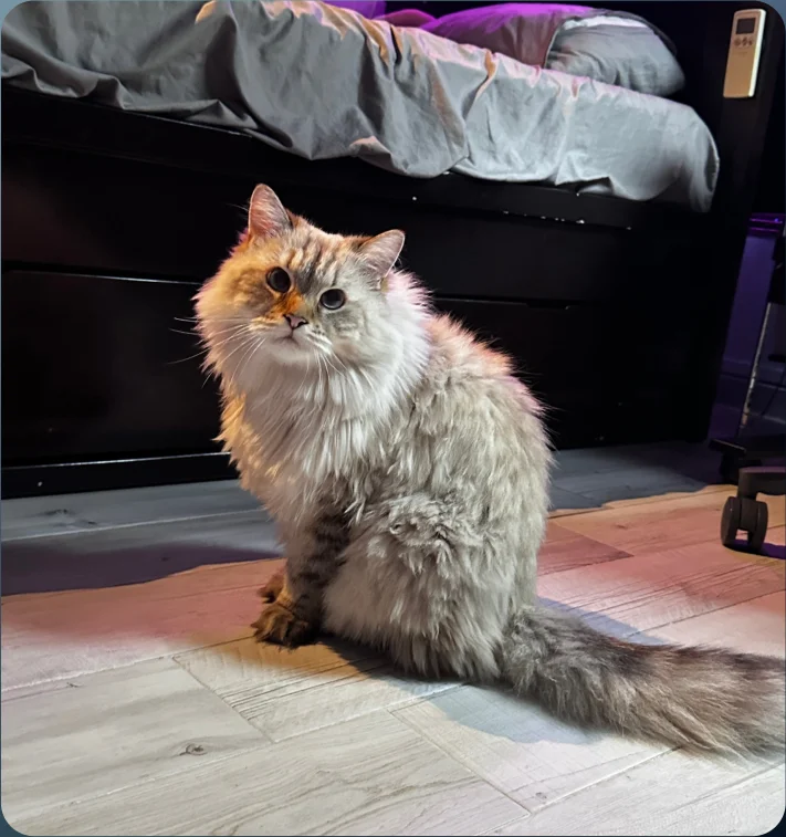 Cat reference